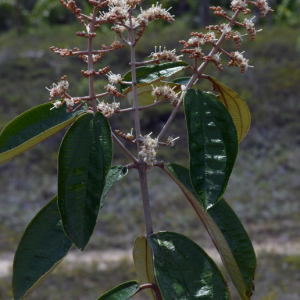 Canela-de-velho - Miconia albicans (folhas secas)
