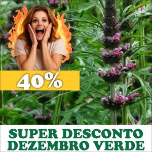 Rubim / Erva-macaé - Leonurus sibiricus (folhas secas)