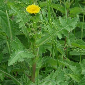 Serralha-brava - Sonchus asper (folhas secas)
