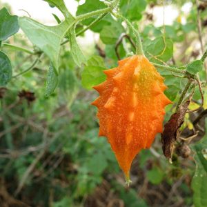 Melão-de-São-Caetano - Momordica charantia (folhas secas)