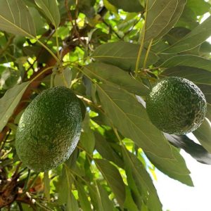 Abacate - Persea americana (folhas secas) 