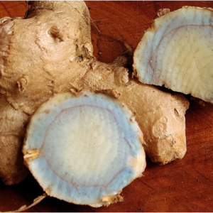 Zedoária - Curcuma zedoaria (rizoma seco)