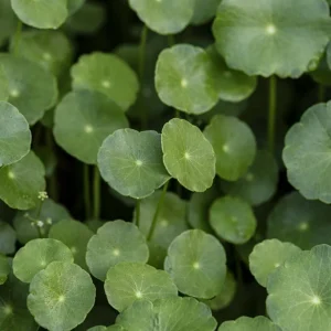Centelha-asiática - Centella asiatica (folhas secas)