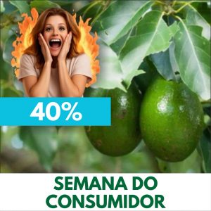 Abacate - Persea americana (folhas secas) 