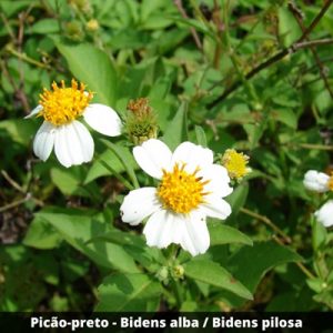 Picão-preto - Bidens alba / Bidens pilosa (folhas secas)
