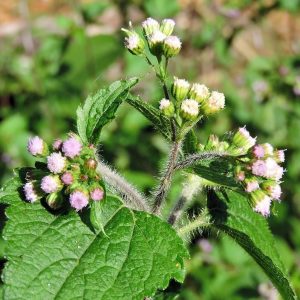 Erva-de-São-João / Mentrasto - Ageratum conyzoides (folhas secas)