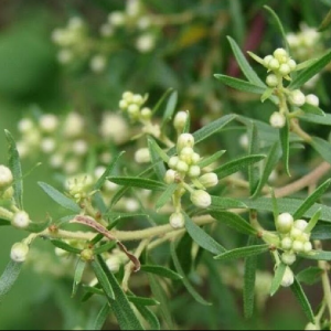 Alecrim do campo - Baccharis dracunculifolia (folhas secas)