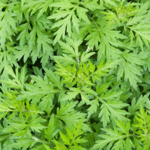 Artemísia - Artemisia vulgaris (folhas secas)