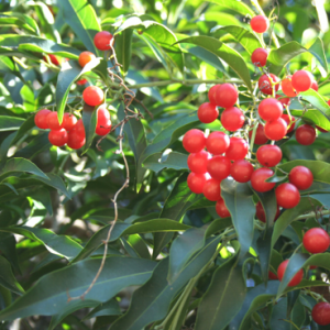 Café-de-bugre - Cordia ecalyculata (folhas secas)