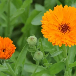 Calêndula - Calendula officinalis (flores secas)