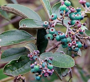 Canela-de-velho - Miconia albicans (folhas secas)