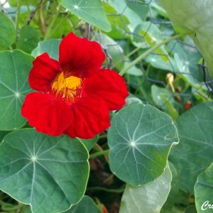 Capuchinha - Tropaeolum majus (folhas secas)