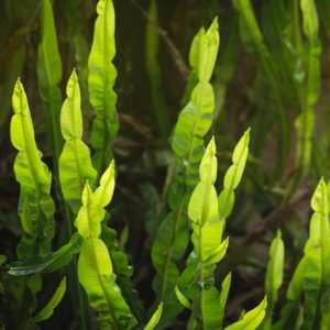 Carqueja - Baccharis trimera (folhas secas)