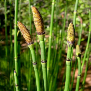 Cavalinha - Equisetum giganteum (folhas secas)