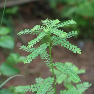Quebra-pedra - Phyllanthus sp. (folhas secas)