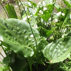 Chapéu-de-couro - Echinodorus grandiflorus (folhas secas)