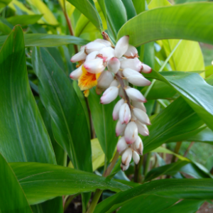 Colônia - Alpinia zerumbet (folhas secas)