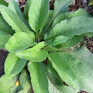 Confrei - Symphytum officinale (folhas secas) - *não ingerir