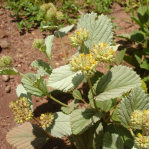 Douradinha - Waltheria douradinha (folhas secas)