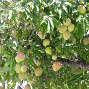 Mangueira - Mangifera indica (folhas secas)