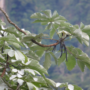 Embaúba - Cecropia sp. (folhas secas)