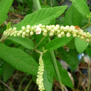 Erva baleeira - Cordia verbenacea (folhas secas)