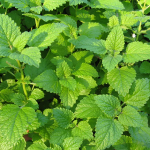 Erva-cidreira-verdadeira - Melissa officinalis (folhas secas)