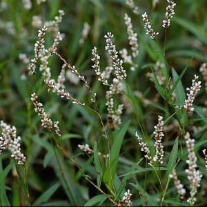 Erva-de-bicho - Polygonum hydropiperoides (folhas secas)