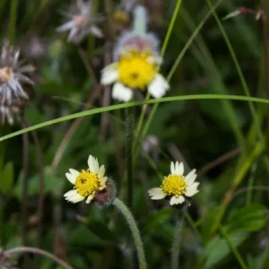 Erva-de-touro - Tridax procumbens (folhas secas)