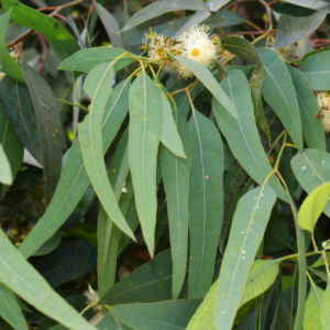 Eucalipto - Eucaliptus sp. (folhas secas)