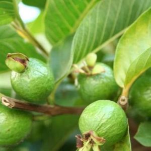 Goiaba - Psidium guajava (folhas secas)