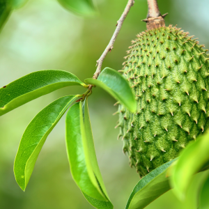 Graviola - Anonna muricata (folhas secas)