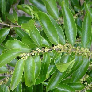 Guaçatonga - Casearia sylvestris (folhas secas)