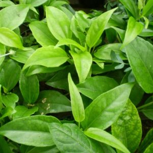 Guaco - Micania glomerata (folhas secas)