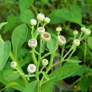 Quitoco - Pluchea sagittalis (folhas secas)