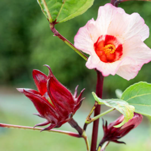 Hibisco - Hibiscus sabdariffa (flores secas)