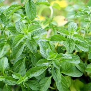 Poejo - Mentha pulegium (folhas secas)