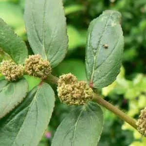 Erva-de-Santa-Luzia - Euphorbia hirta (folhas secas)