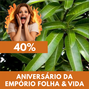 Mangueira - Mangifera indica (folhas secas)
