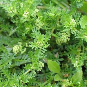 Mentruz-rasteiro - Coronopus didymus (folhas secas)