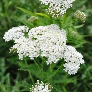 Mil-em-rama - Achillea milefolium (folhas secas)