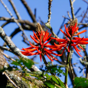 Mulungú - Erythrina sp. (casca seca)