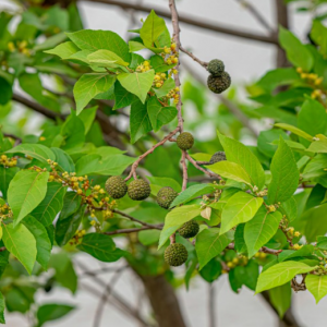 Mutamba - Guazuma ulmifolia (folhas secas)