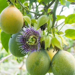 Maracujá - Passiflora alata (folhas secas)
