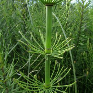 Cavalinha - Equisetum giganteum (folhas secas)