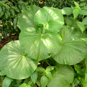 Pariparoba - Piper umbellatum / Potomorphe umbellata (folhas secas)