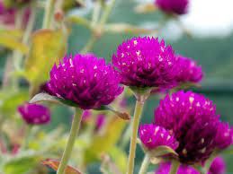 Perpétua - Gomphrena globosa (flores secas)