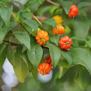 Pitanga - Eugenia uniflora (folhas secas)