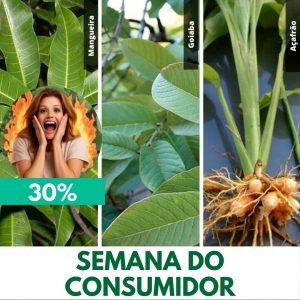 COMBO - Rinite (Mangueira, Goiaba e Açafrão-da-terra / Cúrcuma - rizoma)