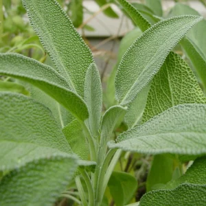 Sálvia - Salvia officinalis (folhas secas)